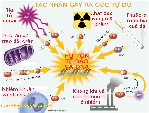 Suy giảm trí nhớ do... cuộc sống hiện đại ảnh 1 Suy giảm trí nhớ do... cuộc sống hiện đại ảnh 1