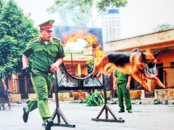 Nâng cao hiệu quả công tác sử dụng chó nghiệp vụ  ảnh 1