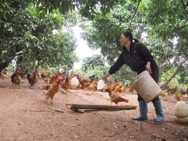 Gà vườn xuống giá, gà chợ đứng yên ảnh 1