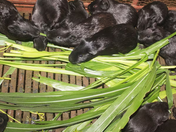 “Cuộc chiến” với sinh vật ngoại lai xâm hại: Quản lý luôn chạy theo thực tế ảnh 1