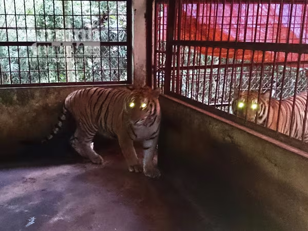 Bàn giao hai cá thể hổ cho Trung tâm động vật hoang dã Sóc Sơn chăm sóc ảnh 1 Bàn giao hai cá thể hổ cho Trung tâm động vật hoang dã Sóc Sơn chăm sóc ảnh 1