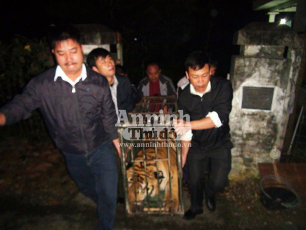 Bàn giao hai cá thể hổ cho Trung tâm động vật hoang dã Sóc Sơn chăm sóc ảnh 2 Bàn giao hai cá thể hổ cho Trung tâm động vật hoang dã Sóc Sơn chăm sóc ảnh 2