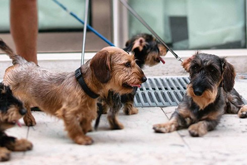 Những điều luật cực nghiêm trên thế giới để bảo vệ loài chó ảnh 5 Những điều luật cực nghiêm trên thế giới để bảo vệ loài chó ảnh 5