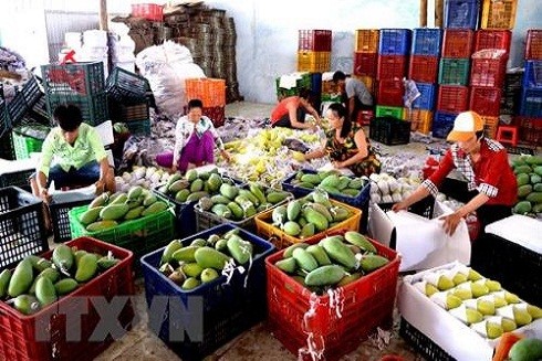 Tăng năng suất, chất lượng nông sản Việt từ mô hình liên kết trực tiếp ảnh 2 Tăng năng suất, chất lượng nông sản Việt từ mô hình liên kết trực tiếp ảnh 2