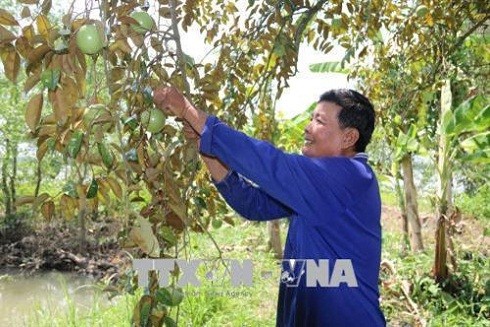 Tăng năng suất, chất lượng nông sản Việt từ mô hình liên kết trực tiếp ảnh 3 Tăng năng suất, chất lượng nông sản Việt từ mô hình liên kết trực tiếp ảnh 3