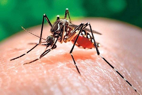 Những nhầm lẫn giữa sốt xuất huyết và sốt virus thông thường ảnh 1 Những nhầm lẫn giữa sốt xuất huyết và sốt virus thông thường ảnh 1