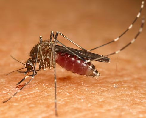 Cảnh giác những căn bệnh đặc biệt nguy hiểm do bị muỗi đốt ảnh 6