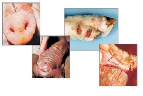 Những căn bệnh nguy hiểm có thể lây từ lợn sang người ảnh 3 Những căn bệnh nguy hiểm có thể lây từ lợn sang người ảnh 3