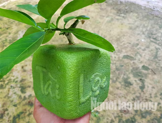 Bưởi da xanh vuông bốn mặt in chữ và bưởi hình thỏi vàng cùng quất bonsai là sản phẩm tạo hình mới cho Tết Kỷ Hợi 2019. Bưởi da xanh vuông bốn mặt in chữ và bưởi hình thỏi vàng cùng quất bonsai là sản phẩm tạo hình mới cho Tết Kỷ Hợi 2019.