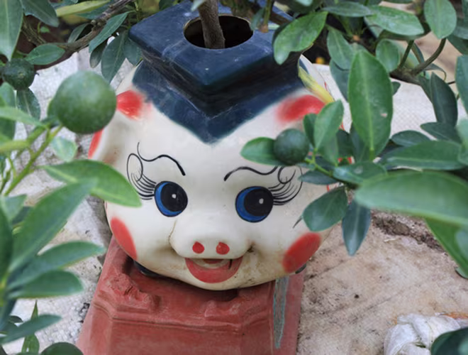 2019 là năm Kỷ Hợi, hay còn gọi là năm con heo thì thú chơi sẽ xoay quanh biểu tượng con vật đó. 2019 là năm Kỷ Hợi, hay còn gọi là năm con heo thì thú chơi sẽ xoay quanh biểu tượng con vật đó.