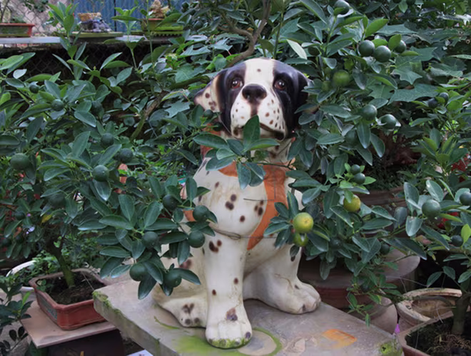 Ngoài ra, gia đình anh còn tạo ra một số mẫu quất bonsai trồng trên hình dáng các con vật khác nhằm đa dạng hóa mặt hàng quất cảnh này. Ngoài ra, gia đình anh còn tạo ra một số mẫu quất bonsai trồng trên hình dáng các con vật khác nhằm đa dạng hóa mặt hàng quất cảnh này.