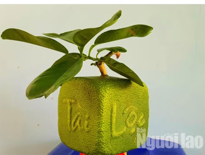 Không chỉ quất bonsai, mà những trái cây được tạo hình Tài, Lộc cũng được người dân ưa chuộng, săn đón để phục vụ dịp tết Nguyên đán Kỷ Hợi 2019. Ảnh: Người lao động Không chỉ quất bonsai, mà những trái cây được tạo hình Tài, Lộc cũng được người dân ưa chuộng, săn đón để phục vụ dịp tết Nguyên đán Kỷ Hợi 2019. Ảnh: Người lao động