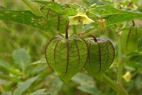 Những tác dụng không ngờ của các loại "thần dược" mọc dại ảnh 1 Những tác dụng không ngờ của các loại "thần dược" mọc dại ảnh 1
