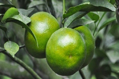 Những mẹo chống say xe hiệu quả không cần dùng thuốc ảnh 2 Những mẹo chống say xe hiệu quả không cần dùng thuốc ảnh 2