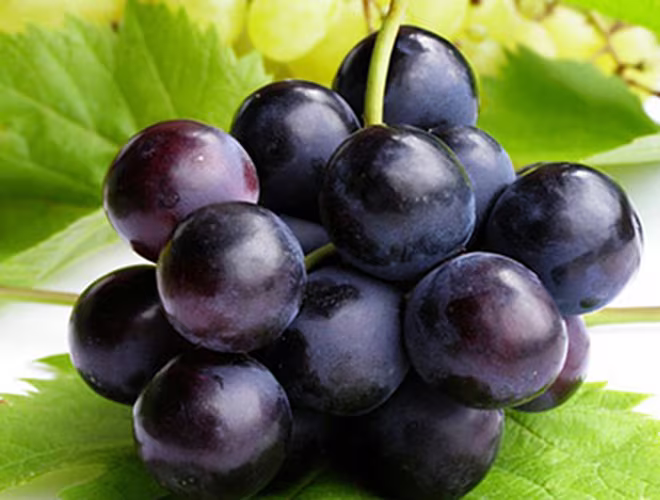 Nếu ai đó ăn được hết 12 quả trước khi bước sang năm mới, điều đó có nghĩa rằng họ sẽ có một năm mới thịnh vượng. Nếu ai đó ăn được hết 12 quả trước khi bước sang năm mới, điều đó có nghĩa rằng họ sẽ có một năm mới thịnh vượng.