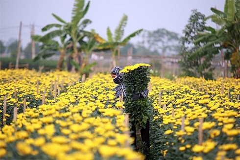 Những chợ hoa nổi tiếng Hà thành dịp Tết Nguyên đán 2019 ảnh 2 Những chợ hoa nổi tiếng Hà thành dịp Tết Nguyên đán 2019 ảnh 2