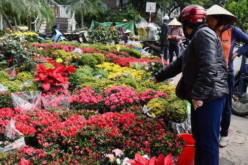 Những chợ hoa nổi tiếng Hà thành dịp Tết Nguyên đán 2019 ảnh 6 Những chợ hoa nổi tiếng Hà thành dịp Tết Nguyên đán 2019 ảnh 6