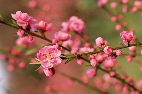 Săn lùng những món quà "độc" dành tặng người thân dịp Tết ảnh 1 Săn lùng những món quà "độc" dành tặng người thân dịp Tết ảnh 1