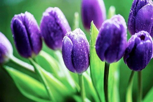 Những loại hoa cực đẹp nhưng cũng cực độc trong dịp Tết ảnh 4 Những loại hoa cực đẹp nhưng cũng cực độc trong dịp Tết ảnh 4