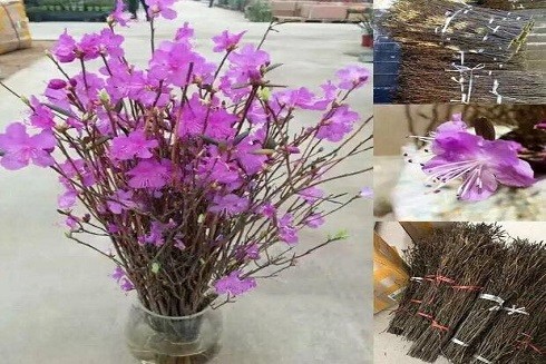 Những loại hoa cực đẹp nhưng cũng cực độc trong dịp Tết ảnh 1 Những loại hoa cực đẹp nhưng cũng cực độc trong dịp Tết ảnh 1