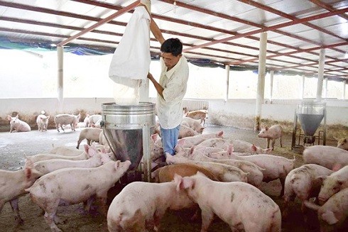 Ngăn chặn dịch tả lợn châu Phi trước nguy cơ lan rộng ảnh 1 Ngăn chặn dịch tả lợn châu Phi trước nguy cơ lan rộng ảnh 1
