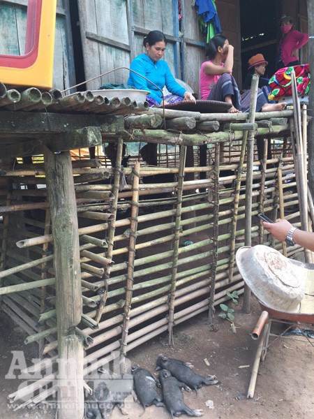 Lạc vào lễ hội đập trống độc đáo, trai gái “thả cửa” của người Ma Coong ảnh 5 Lạc vào lễ hội đập trống độc đáo, trai gái “thả cửa” của người Ma Coong ảnh 5