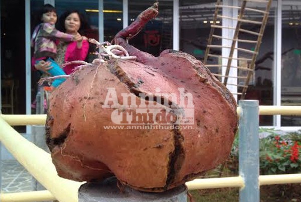 Bất ngờ với củ khoai lang khổng lồ, hình dáng lạ ảnh 5 Bất ngờ với củ khoai lang khổng lồ, hình dáng lạ ảnh 5