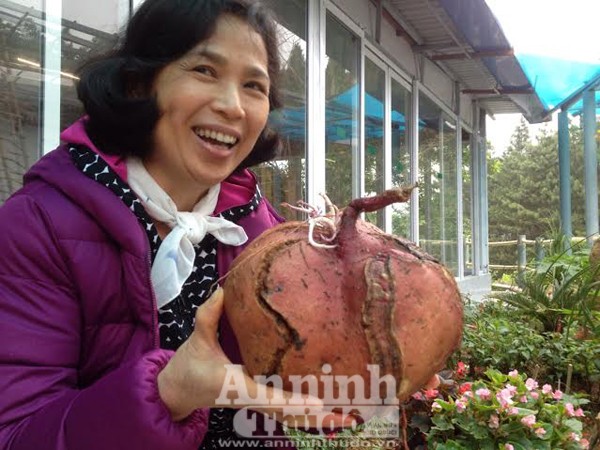 Bất ngờ với củ khoai lang khổng lồ, hình dáng lạ ảnh 7 Bất ngờ với củ khoai lang khổng lồ, hình dáng lạ ảnh 7