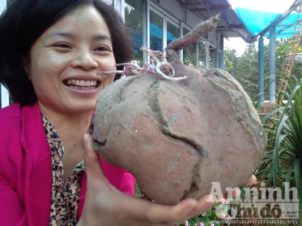 Bất ngờ với củ khoai lang khổng lồ, hình dáng lạ ảnh 4 Bất ngờ với củ khoai lang khổng lồ, hình dáng lạ ảnh 4