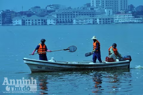 Lấy mẫu xét nghiệm làm rõ nguyên nhân cá chết hàng loạt ở hồ Tây ảnh 1 Lấy mẫu xét nghiệm làm rõ nguyên nhân cá chết hàng loạt ở hồ Tây ảnh 1