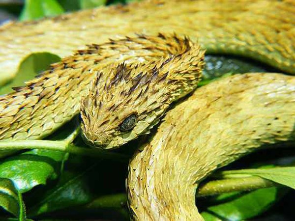 Những loài rắn vừa độc, vừa xấu xí nhất thế giới ảnh 1 Những loài rắn vừa độc, vừa xấu xí nhất thế giới ảnh 1