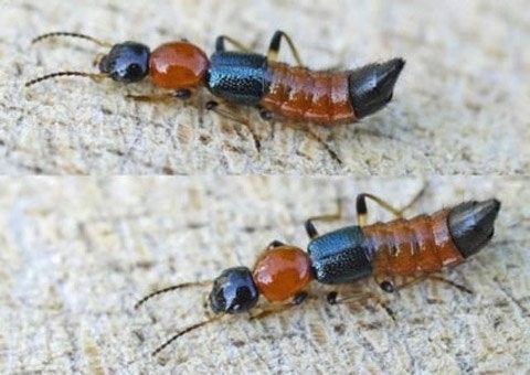 Những loài vật khiến nhiều người hãi hùng trong năm 2014 ảnh 3 Những loài vật khiến nhiều người hãi hùng trong năm 2014 ảnh 3