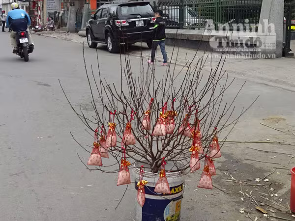 Hà Nội vắng lặng chiều 30 Tết ảnh 7 Hà Nội vắng lặng chiều 30 Tết ảnh 7