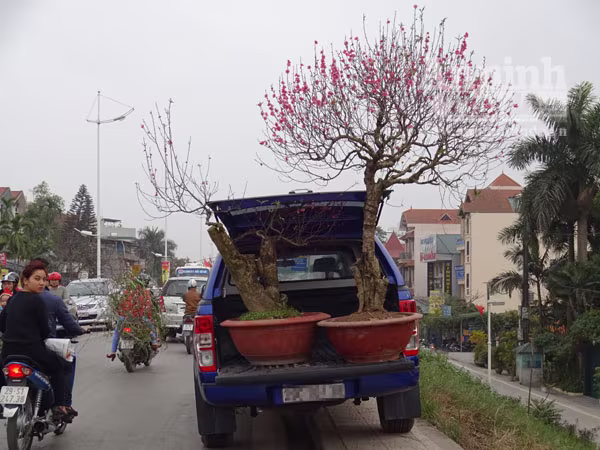 Đổ xô đi mua hoa giá rẻ gây ùn tắc cục bộ trên đường Âu Cơ ảnh 13 Đổ xô đi mua hoa giá rẻ gây ùn tắc cục bộ trên đường Âu Cơ ảnh 13