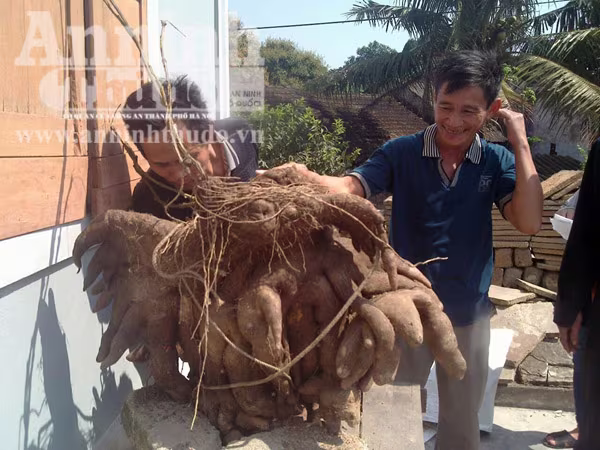Phát hiện củ khoai vạc nặng 50kg ảnh 2 Phát hiện củ khoai vạc nặng 50kg ảnh 2