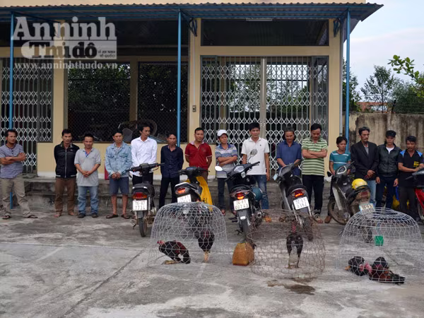 Bắt quả tang 25 đối tượng đánh bạc dưới hình thức đá gà và xóc đĩa ảnh 1 Bắt quả tang 25 đối tượng đánh bạc dưới hình thức đá gà và xóc đĩa ảnh 1
