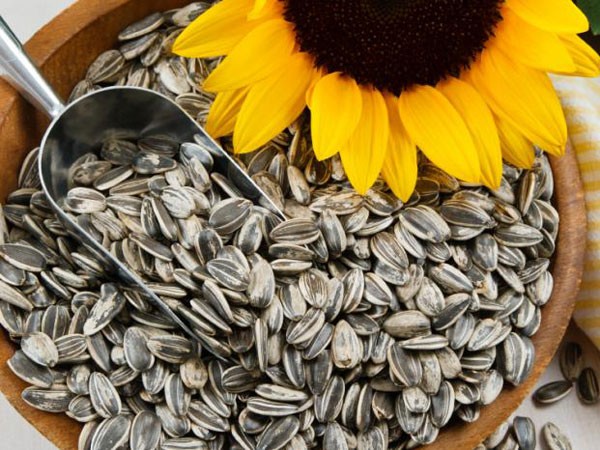 Tổn thương não do thiếu vitamin E ảnh 1 Tổn thương não do thiếu vitamin E ảnh 1
