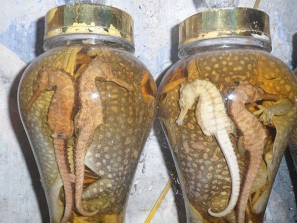 Đừng ham rượu quý "bổ dương" ảnh 1 Đừng ham rượu quý "bổ dương" ảnh 1