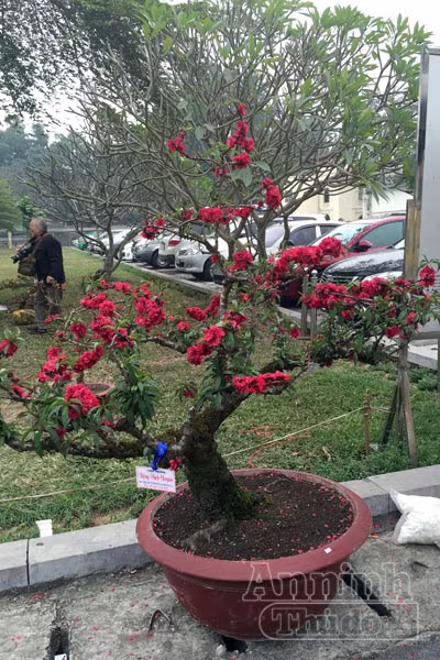 Đào tiến Vua, tiến về Hà Nội ảnh 6 Đào tiến Vua, tiến về Hà Nội ảnh 6