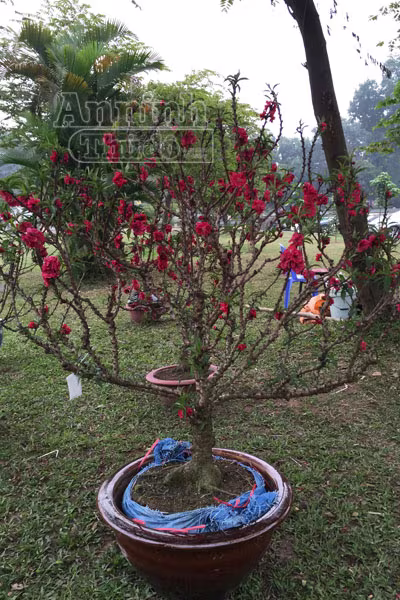 Đào tiến Vua, tiến về Hà Nội ảnh 5 Đào tiến Vua, tiến về Hà Nội ảnh 5