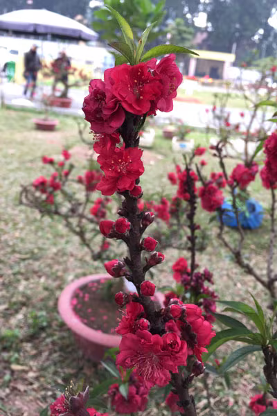 Đào tiến Vua, tiến về Hà Nội ảnh 4 Đào tiến Vua, tiến về Hà Nội ảnh 4