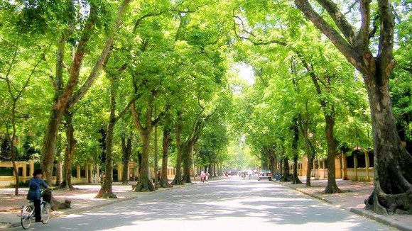 Người dân Thủ đô đồng thuận với việc thay thế cây xanh ảnh 2 Người dân Thủ đô đồng thuận với việc thay thế cây xanh ảnh 2