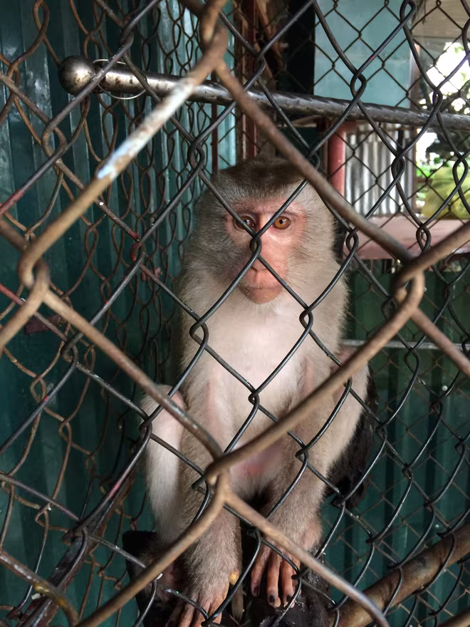 Những hình ảnh sát hại động vật hoang dã đáng sợ ảnh 6 Những hình ảnh sát hại động vật hoang dã đáng sợ ảnh 6