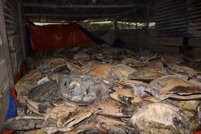 Những hình ảnh sát hại động vật hoang dã đáng sợ ảnh 3 Những hình ảnh sát hại động vật hoang dã đáng sợ ảnh 3