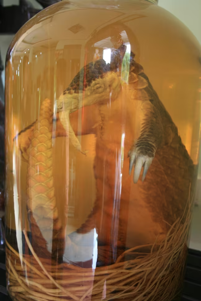 Những hình ảnh sát hại động vật hoang dã đáng sợ ảnh 2 Những hình ảnh sát hại động vật hoang dã đáng sợ ảnh 2