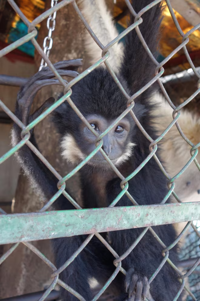 Những hình ảnh sát hại động vật hoang dã đáng sợ ảnh 5 Những hình ảnh sát hại động vật hoang dã đáng sợ ảnh 5