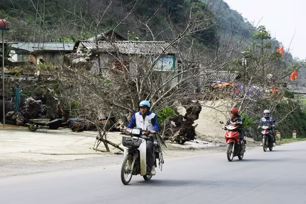 Tấp nập chợ đào rừng ven quốc lộ 6 ảnh 1