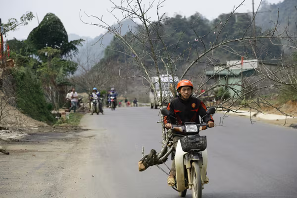 Tấp nập chợ đào rừng ven quốc lộ 6 ảnh 6