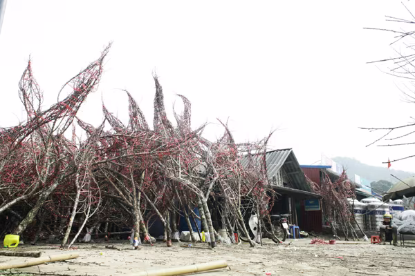 Tấp nập chợ đào rừng ven quốc lộ 6 ảnh 7