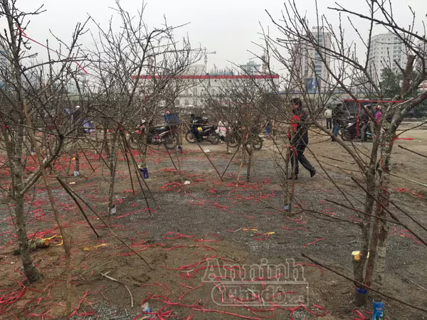 Cận Tết, đào rừng vứt ngổn ngang như củi khô ảnh 1 Cận Tết, đào rừng vứt ngổn ngang như củi khô ảnh 1